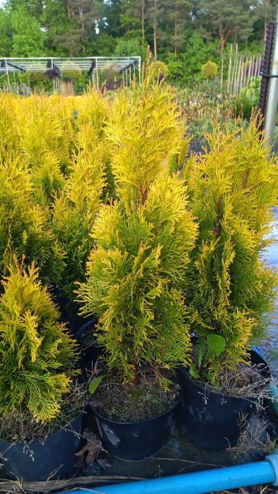 Tuja Tuje Szmaragd 95 cm 3 l. Dowóz PRODUCENT KORA