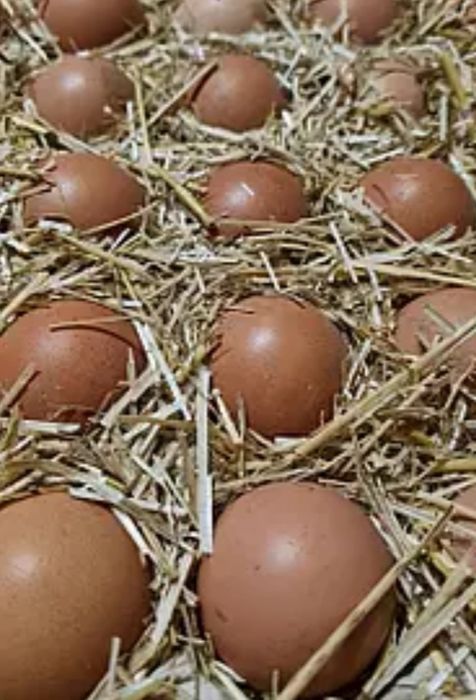 Інкубаційні яйця курей КОББ 500