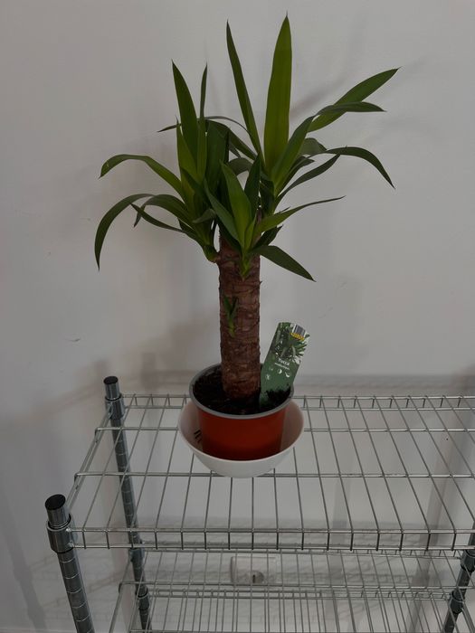 planta de yucca com um ano de idade