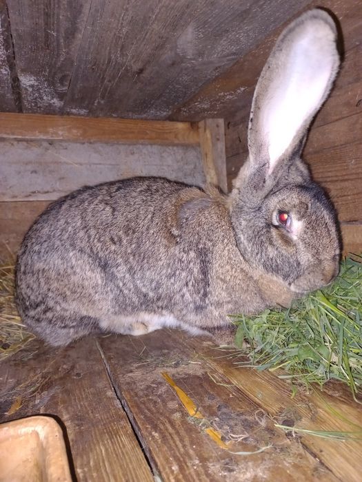 Sprzedam młode króliki