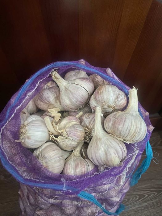 Часник для посадки Любаша Софіївский