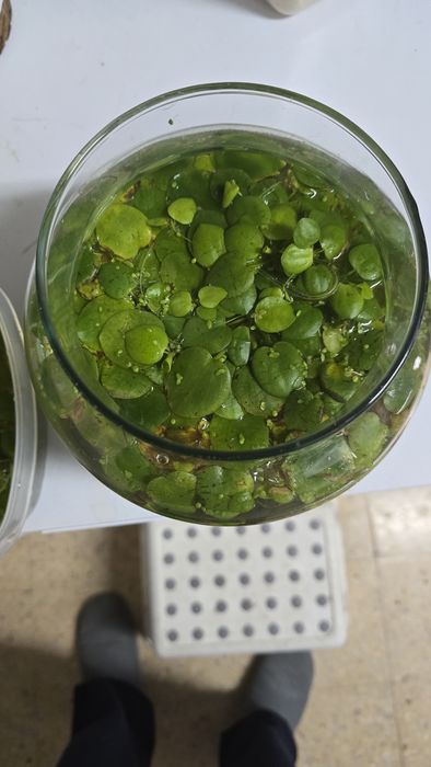 Plantas de superfície de aquario