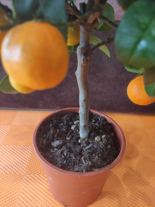 Цитрус Lima Rossa червоний лайм