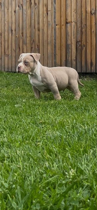 Samiec American bully ABKC