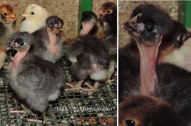 Инкубационое яйцо курицы Доминант голошейка (Украина Чехия)