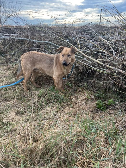 Młodziak-słodziak Arczi szuka domu
