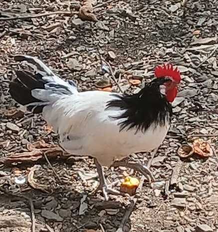 Galos Lakenvelder cruzado com Rhode Island Red