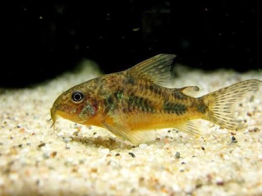 Corydoras kirys pstry