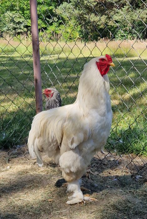 Kogut, koguty  leghorn włoszka wyayendotta brahma