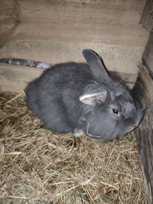 Króliki mix gepard/lew