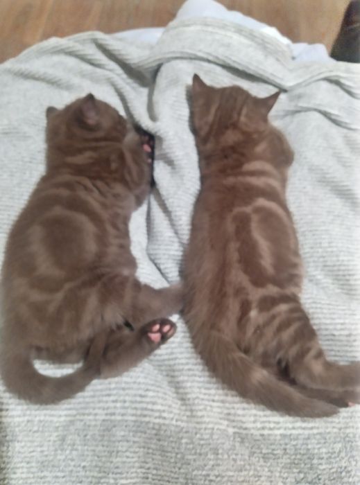 Продам шотландських кошенят