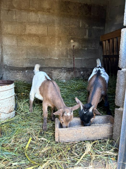 Vendo Crias de Cabras Anãs