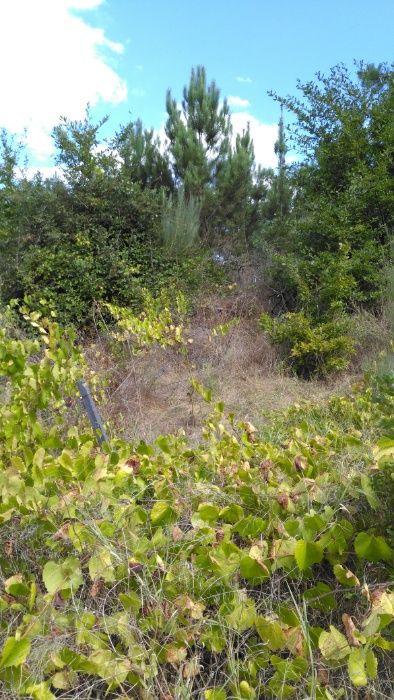 Terreno em Silgueiros (VISEU) com 45mil m2