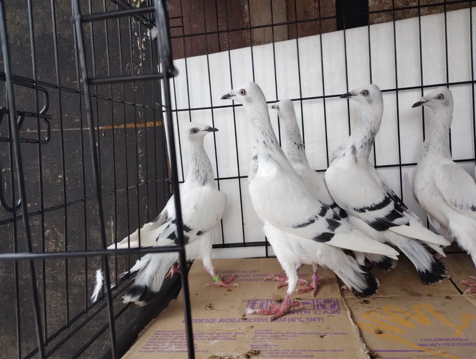 Srebrniak pasiak srebrzysty