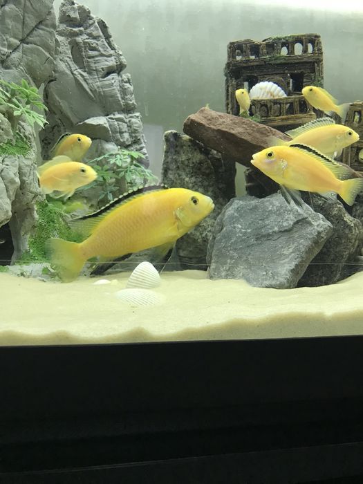 Лабидохромис Еллоу Цихлиды малави , єллоу .