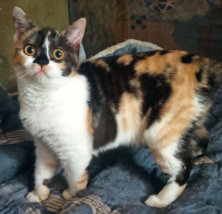 Яркая девочка  калико