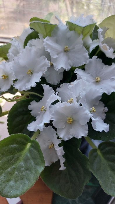 Філка доросла кітуча рослина