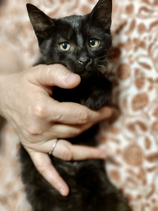 Котенок 2.5 и 3,5 мес кошечка котята черная кішечка чорна кошеня