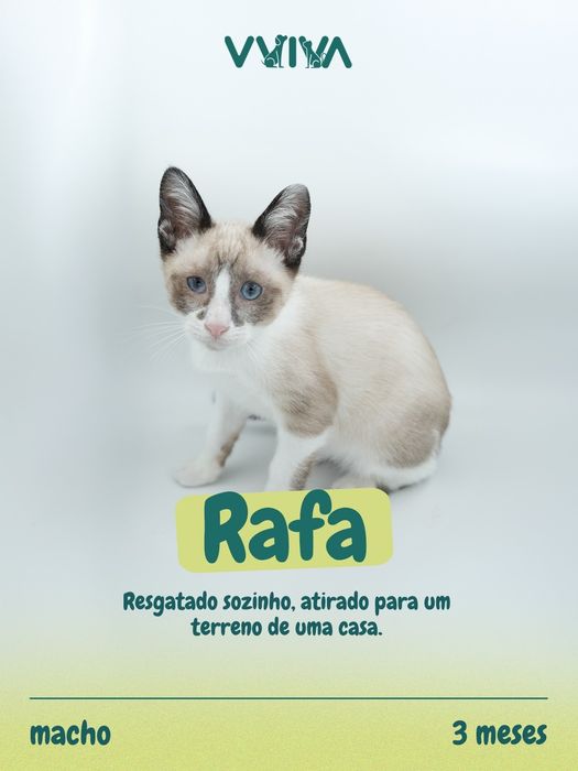 Para Adoção - Braga