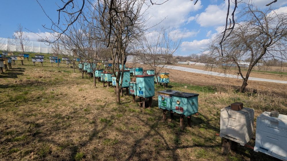 Продам вулики ( пасіка )