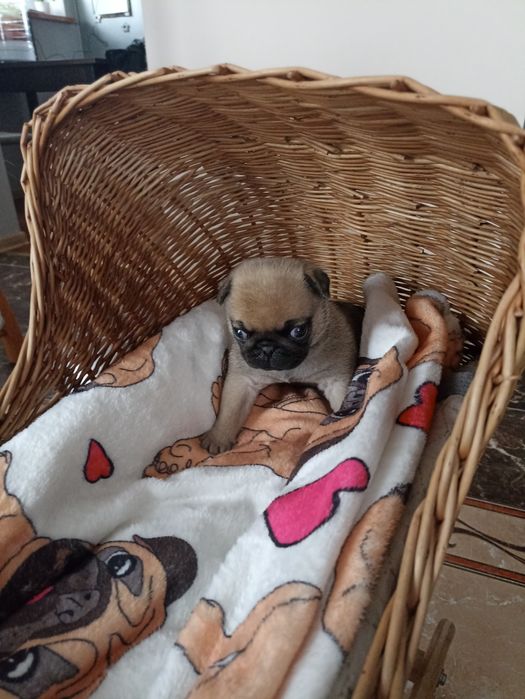 Sprzedam piękną sunie Mopsa