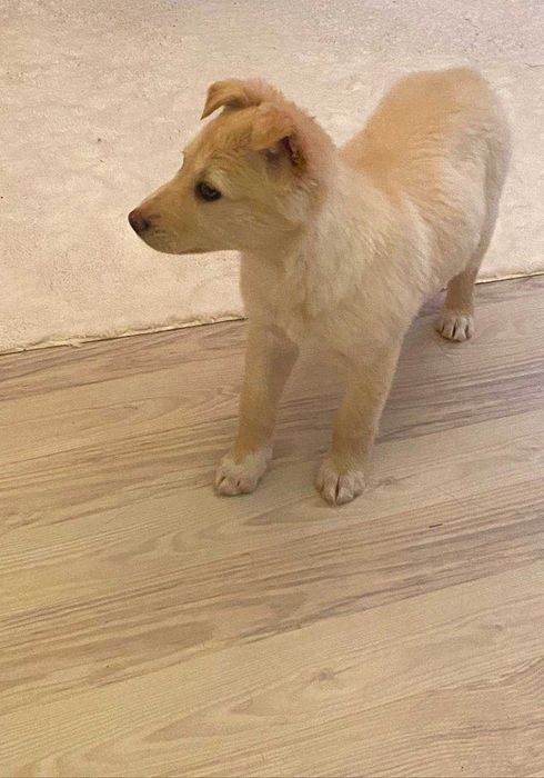 Віддам собачку в хороші руки