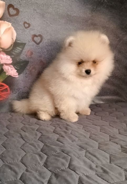 Хлопчик шпіца померанського