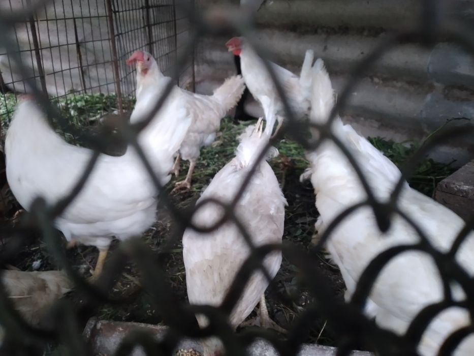 Курица яйценосная