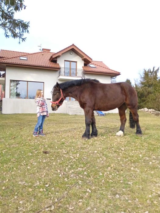 Klacz zimnokrwista- 3latka