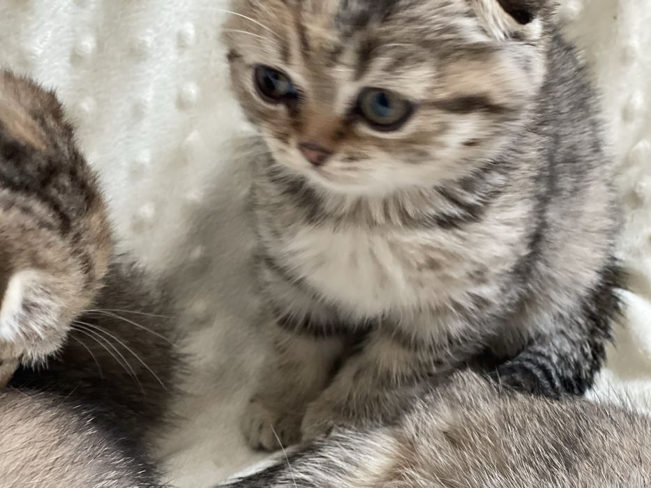 Золота шиншила милі котики