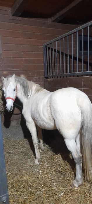 KUCE Klacze Walijskie