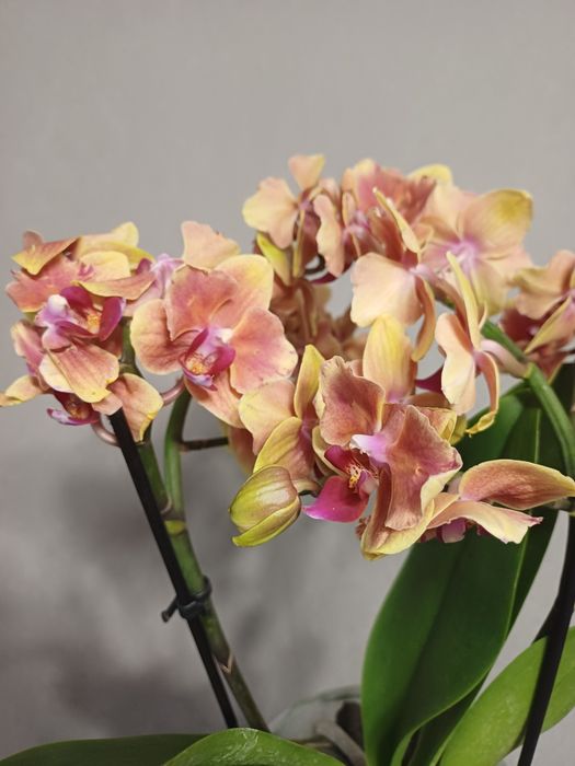 Орхідея метелик Грація