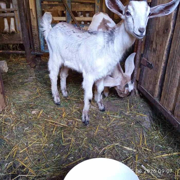 Продам козлят козенят козочкі