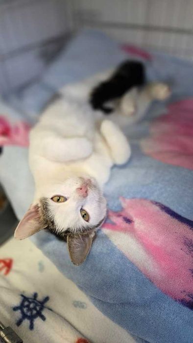 Kontaktowy młody Loluś do adopcji