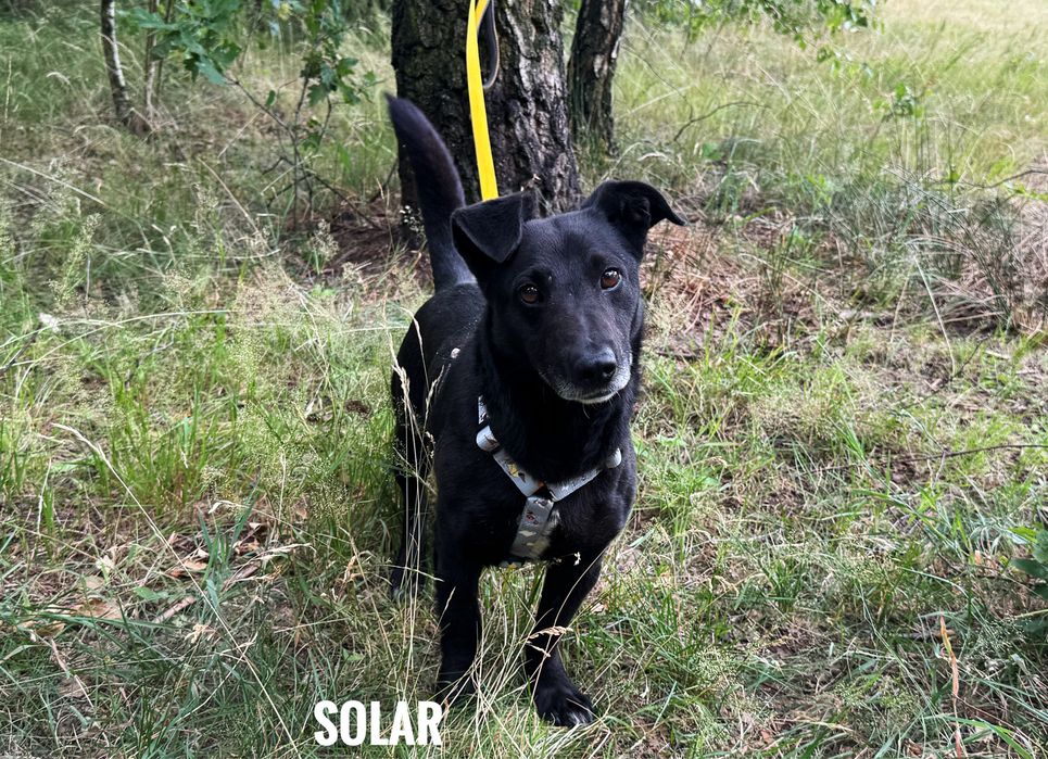 Jamnikowaty Solar szuka swojego domu. Adopcja