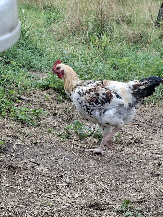 Koguty marans i inne 7 miesięczne