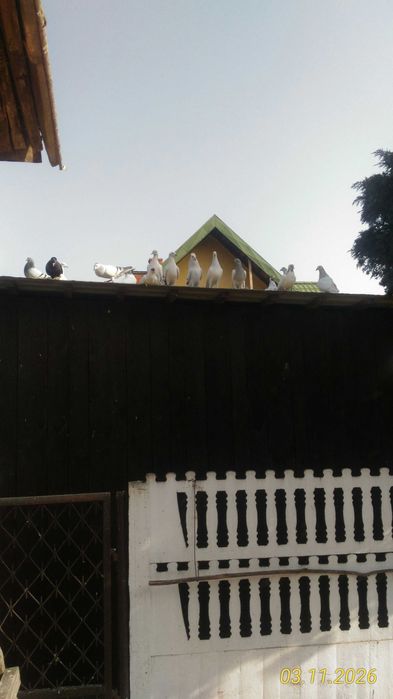 Sprzedam gołębie hodowlane