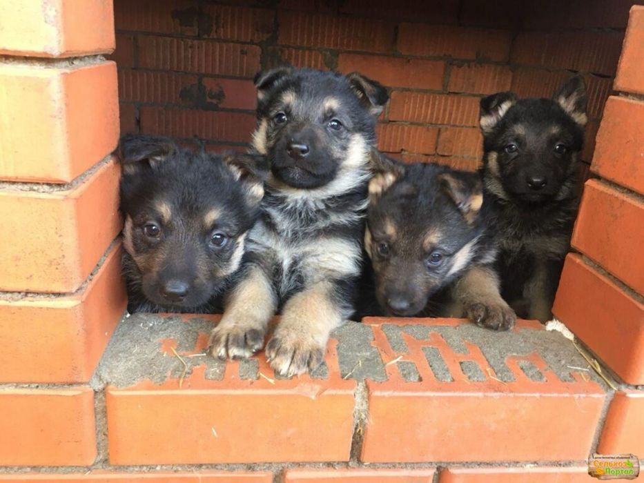 Немцы шикарные девочки 2 и 1 мальчик