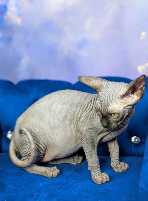 Tristan.Urzekający sfinks. Cudowny kiciuś. Dostepny już w marcu