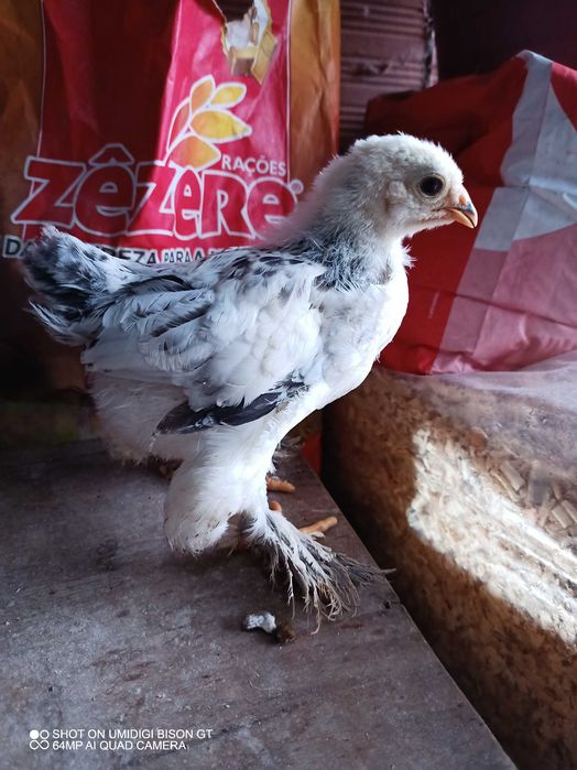 Vendo pintos de raça