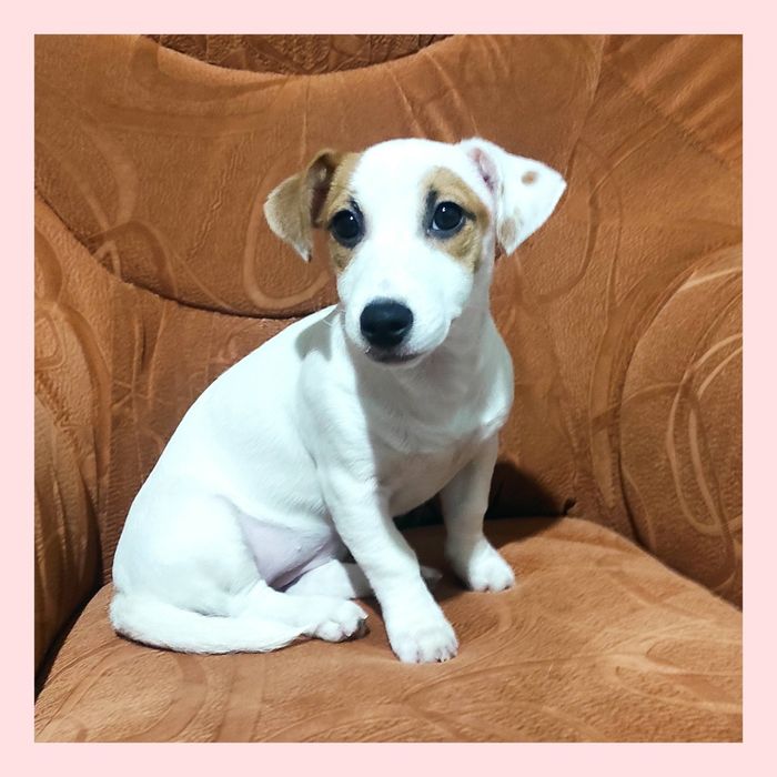 Цуценя Джек Рассел тер'єр