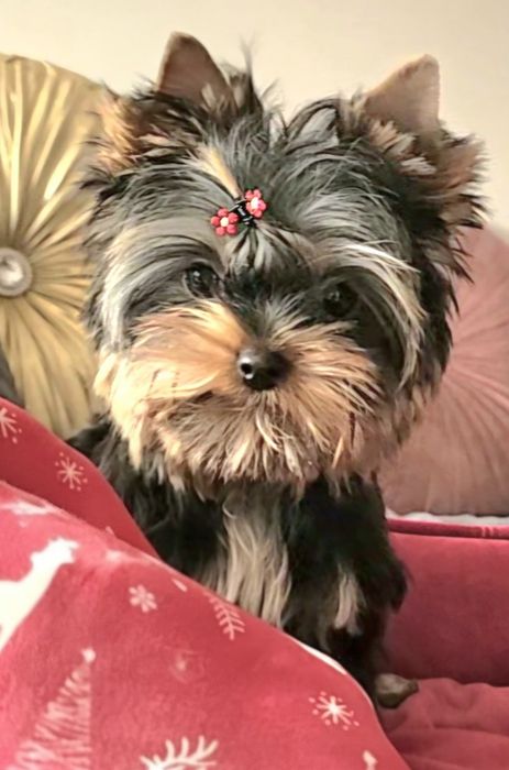 Yorkshire terrier  ZKwP