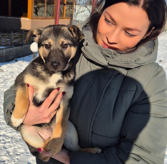 Розумні собаки шукають домівки! Терміново!