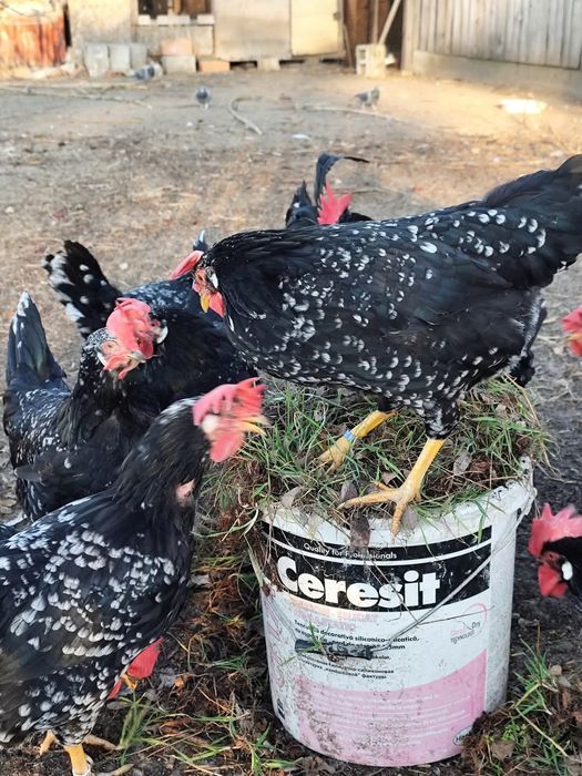 Інкубаційне яйце курей італійська несучка