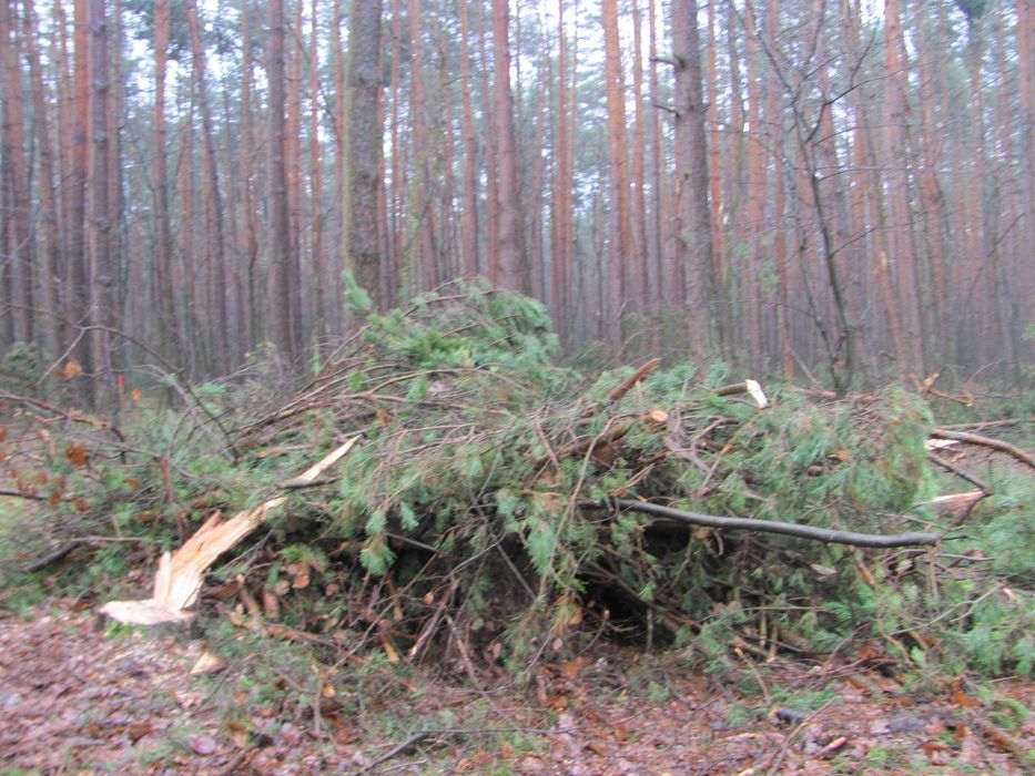 Drewno opałowe konary, gałęzie