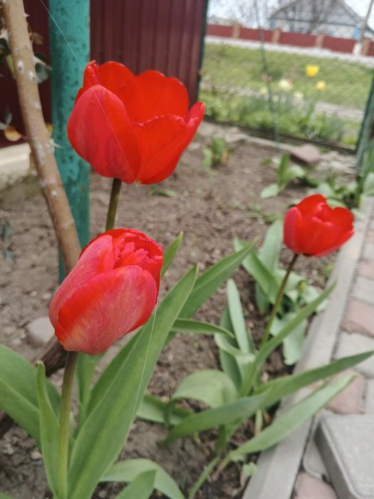 Тюльпани різні г