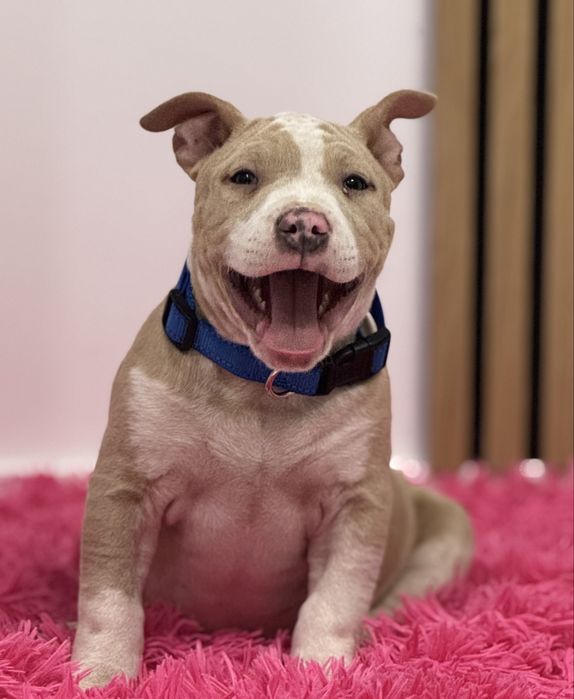 Amstaff super suczka