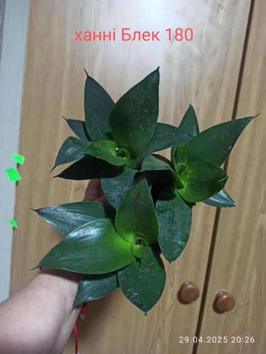 Сансевієрії Індонезія