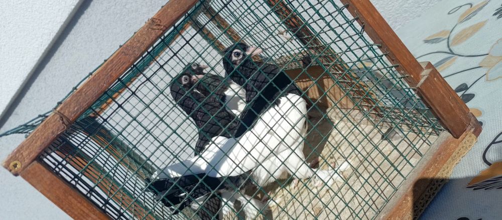 Golębie ladne ozdobne