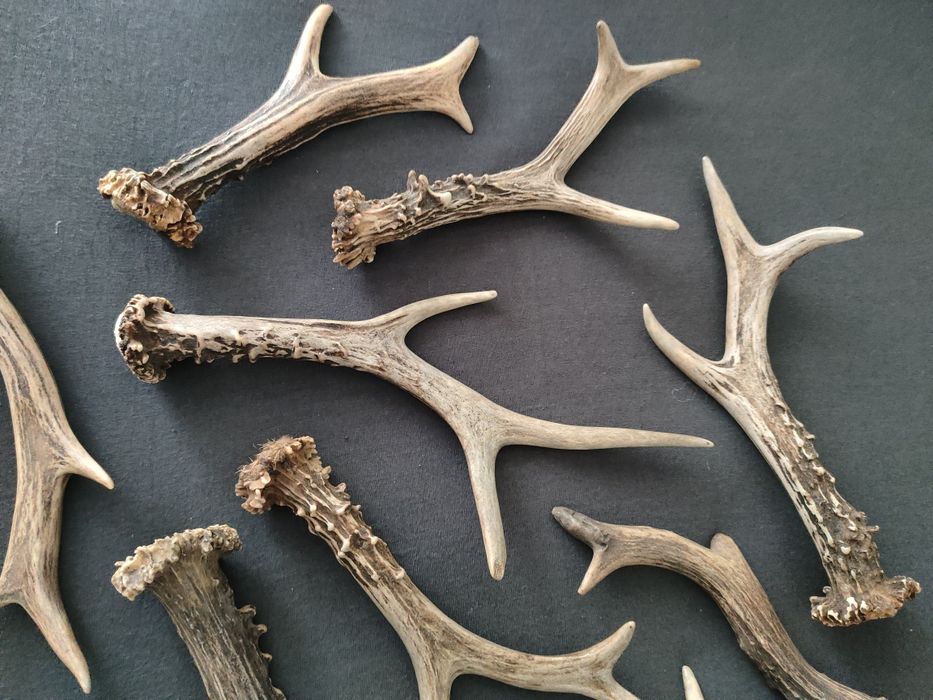 Zestaw parostków 10 szt, poroże myłkus parostki